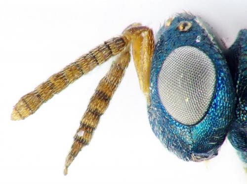 Pteromalus conopidarum